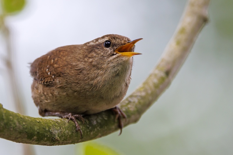 Birdsong