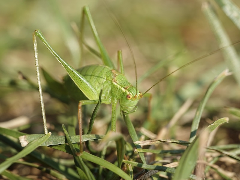 Crickets